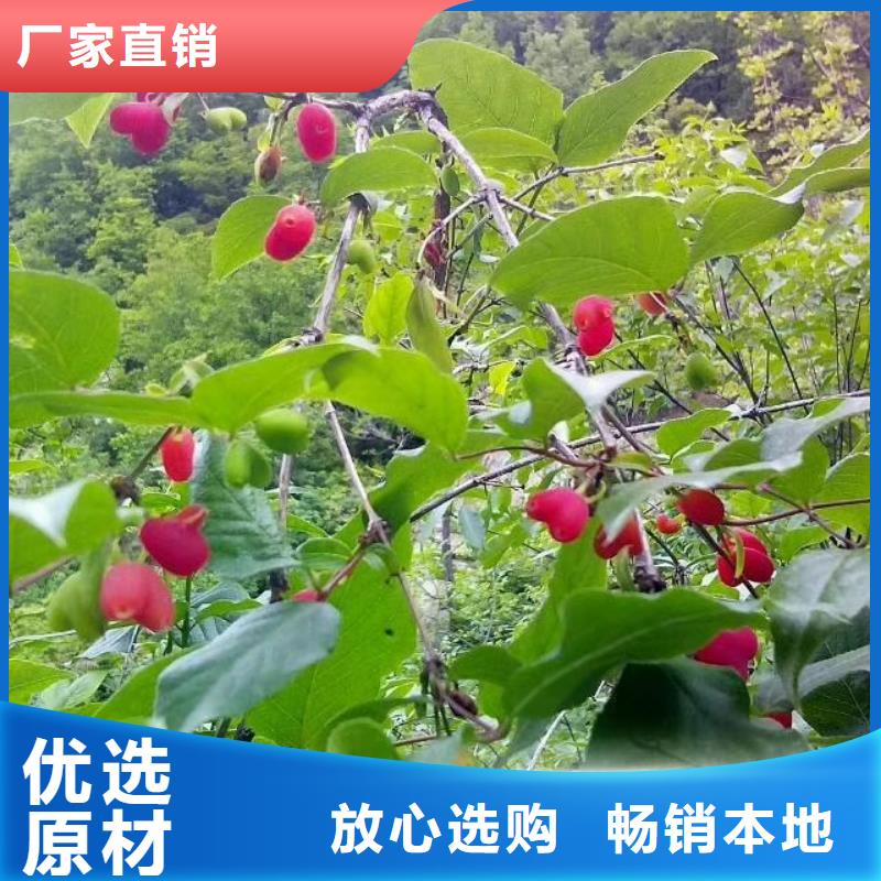 杈杷果樱桃苗发货及时