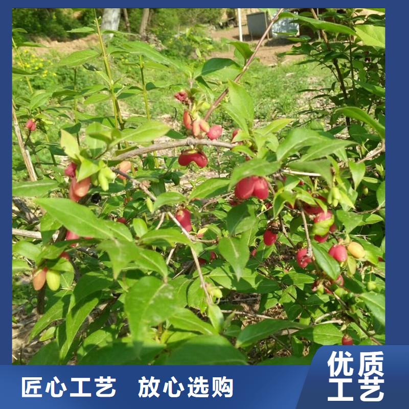 杈杷果樱桃苗老品牌厂家