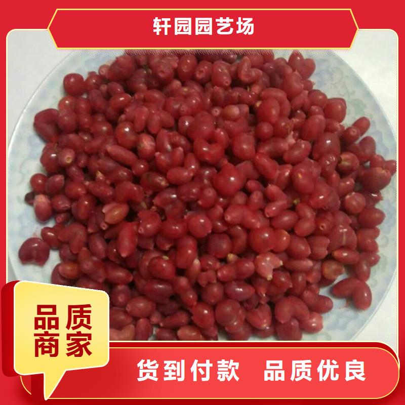 北美冬青-视频-北美冬青(轩园)覆盖地域河北省唐山市古冶|路北|石家庄|承德|邯郸|衡水|廊坊|保定