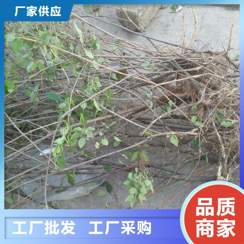 杈杷果_西瓜苗实拍展现