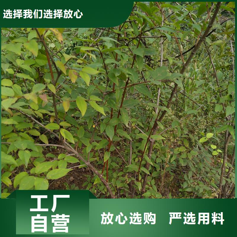杈杷果_【桃树苗】品质有保障