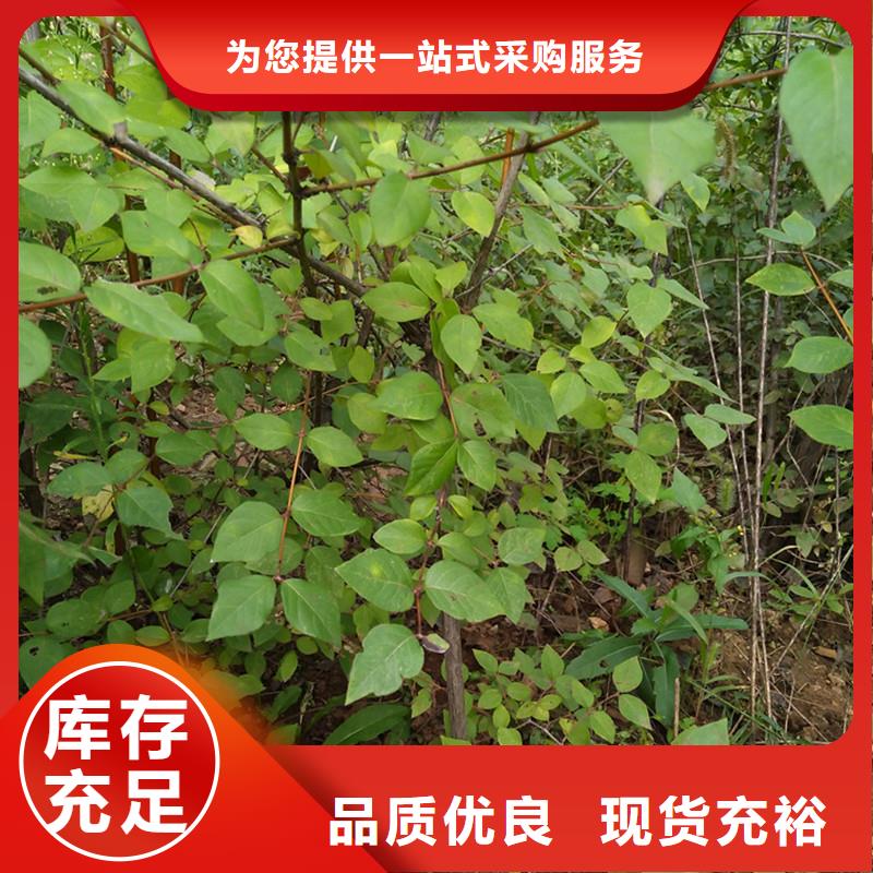 北美冬青-视频-北美冬青-吉林省长春市(周边)生产厂家-德惠|九台|吉林|延边|辽源|通化|四平