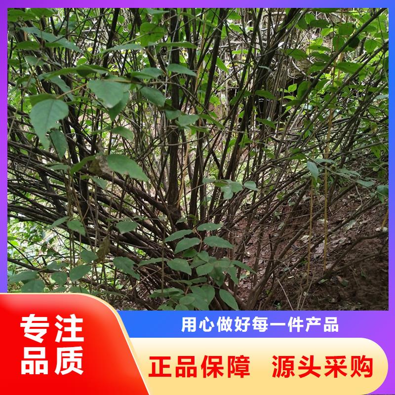 杈杷果基地