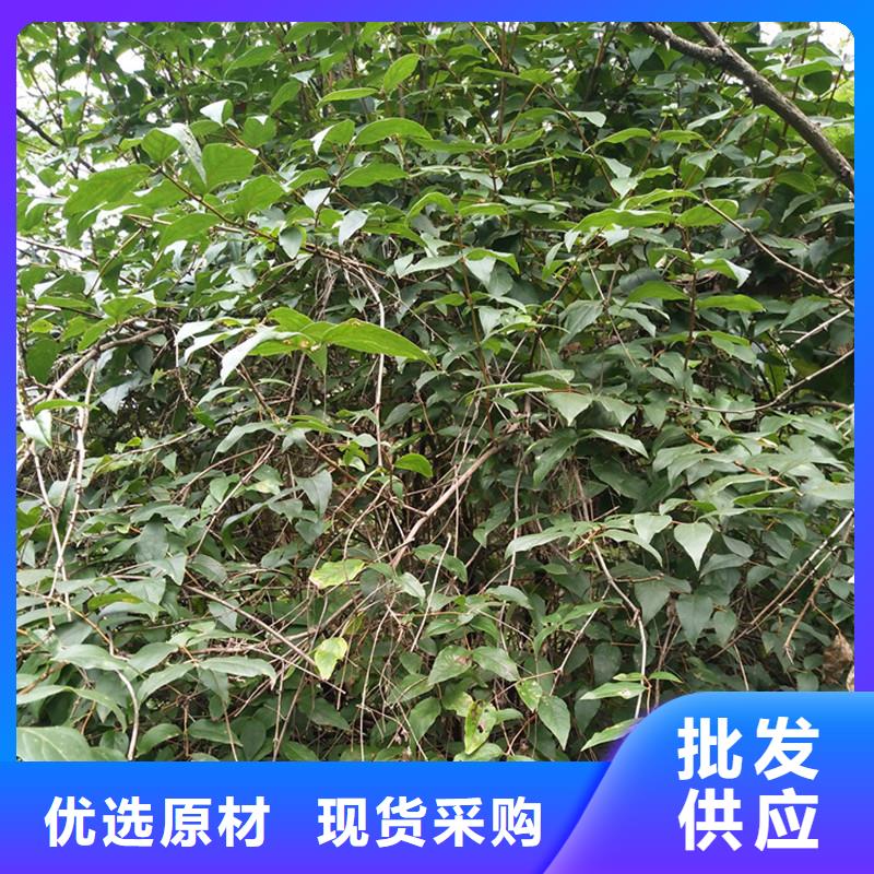 杈杷果樱桃苗老品牌厂家