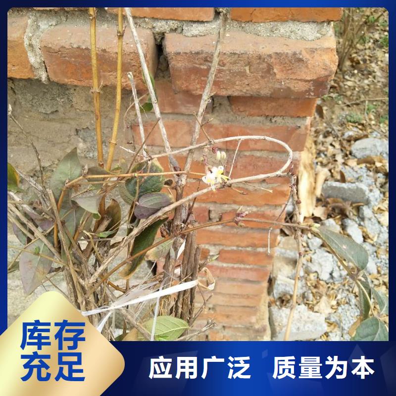 北美冬青-视频-北美冬青(轩园)覆盖地域河北省唐山市古冶|路北|石家庄|承德|邯郸|衡水|廊坊|保定