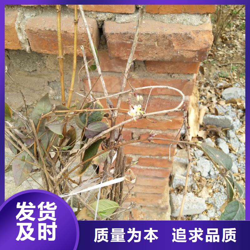 杈杷果樱桃苗发货及时