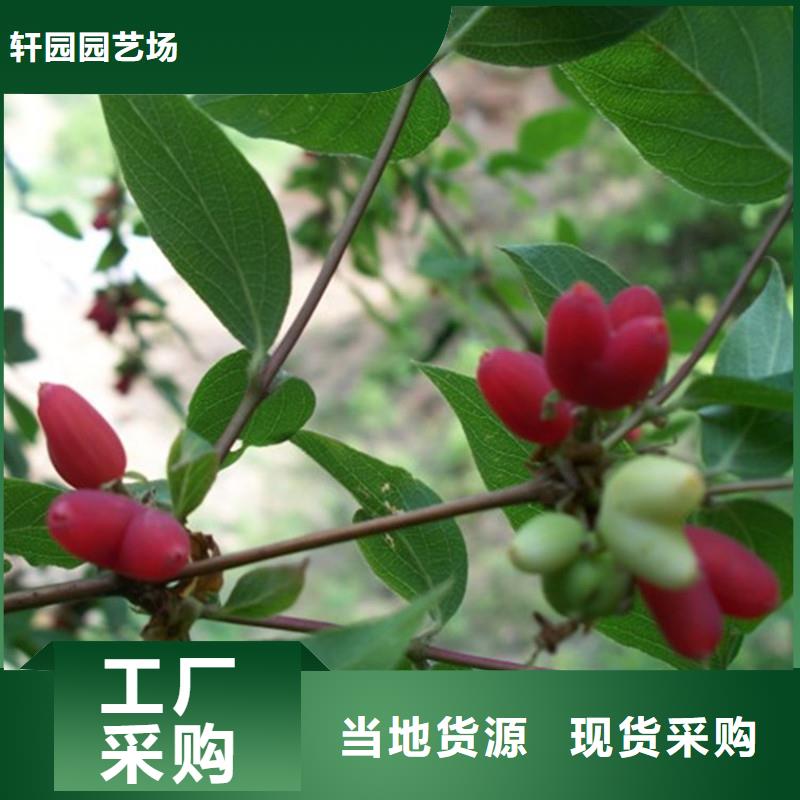 杈杷果_【桃树苗】品质有保障