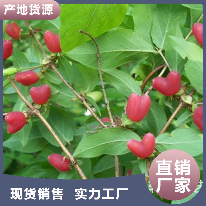 杈杷果_西瓜苗实拍展现