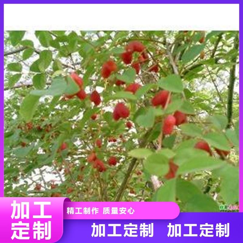 杈杷果_【桃树苗】品质有保障