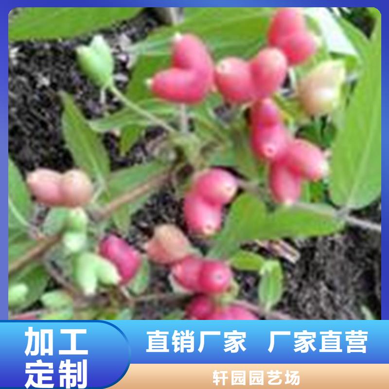 杈杷果_【桃树苗】品质有保障