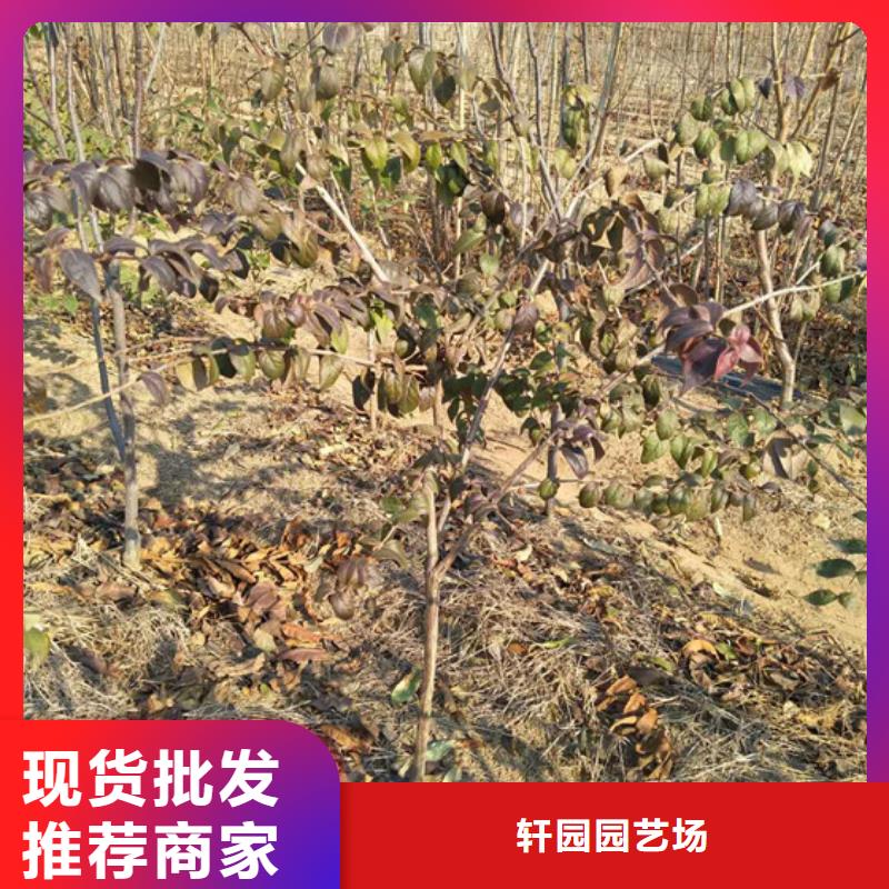 杈杷果_西瓜苗实拍展现