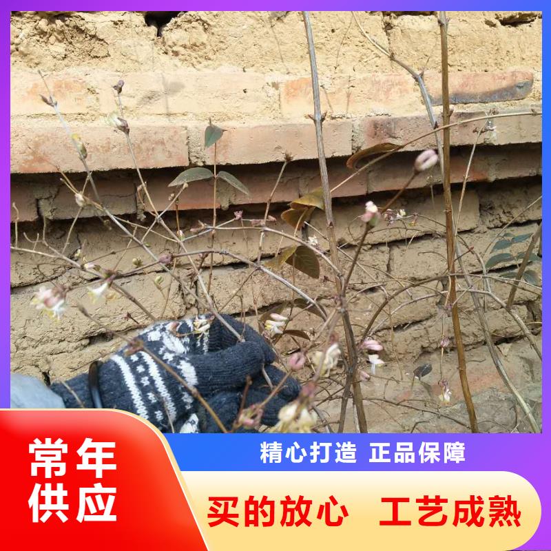 杈杷果_【桃树苗】品质有保障