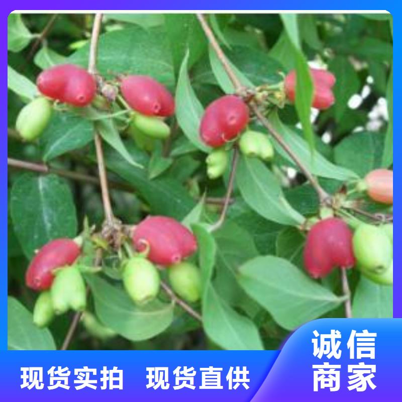杈杷果_【桃树苗】品质有保障