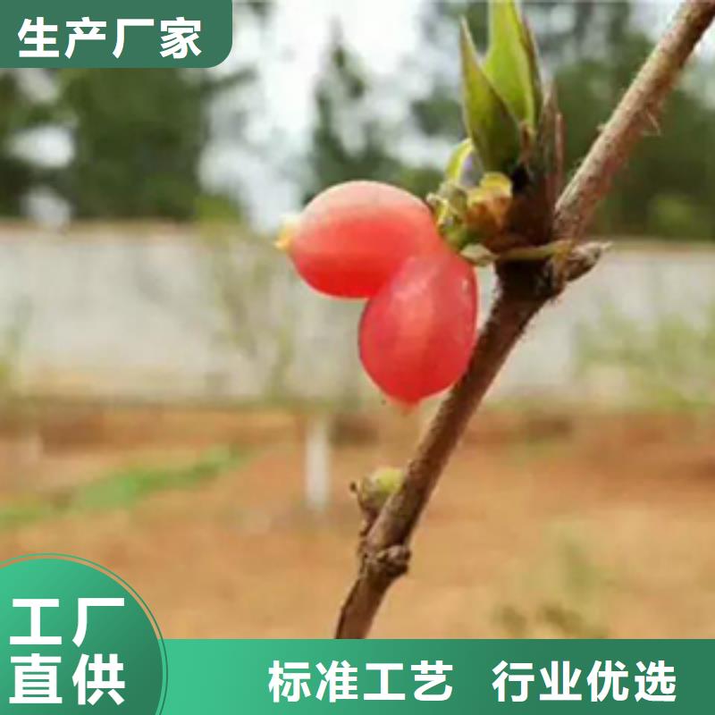 杈杷果_西瓜苗实拍展现