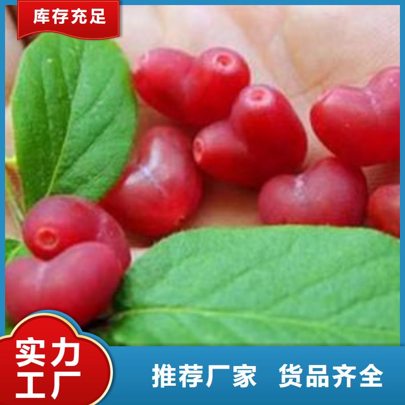 杈杷果_西瓜苗实拍展现
