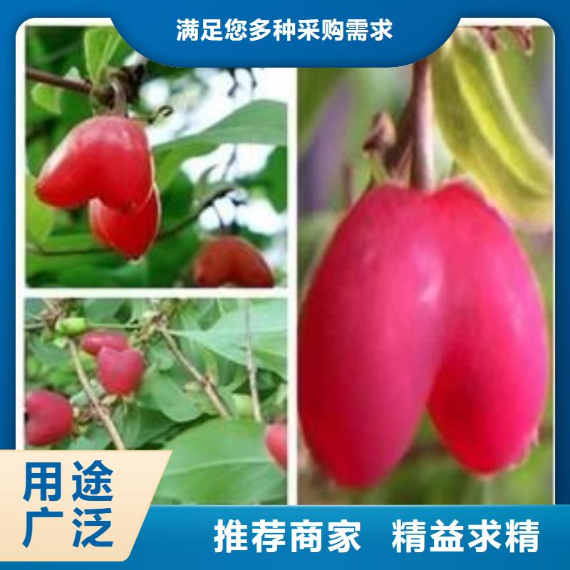 杈杷果_【桃树苗】品质有保障