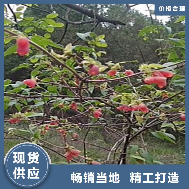 北美冬青-视频-北美冬青-轩园园艺场(六盘水市分公司)服务区域水城|六枝特|毕节|安顺|贵阳|黔东南|铜仁|遵义|黔西南