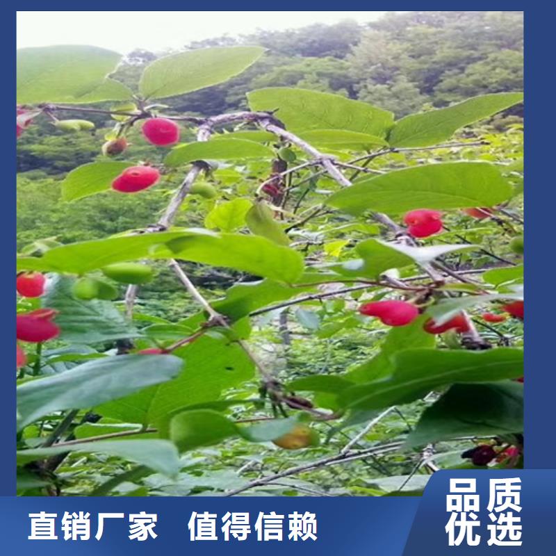 北美冬青-视频-北美冬青-轩园园艺场(六盘水市分公司)服务区域水城|六枝特|毕节|安顺|贵阳|黔东南|铜仁|遵义|黔西南