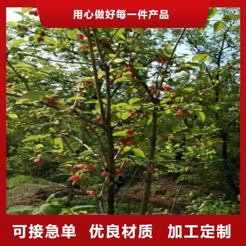 北美冬青-视频-北美冬青-轩园园艺场(六盘水市分公司)服务区域水城|六枝特|毕节|安顺|贵阳|黔东南|铜仁|遵义|黔西南
