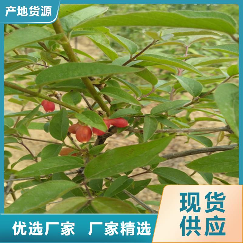 北美冬青-视频-北美冬青-轩园园艺场(六盘水市分公司)服务区域水城|六枝特|毕节|安顺|贵阳|黔东南|铜仁|遵义|黔西南