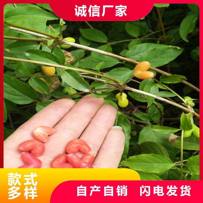 北美冬青-视频-北美冬青-轩园园艺场(六盘水市分公司)服务区域水城|六枝特|毕节|安顺|贵阳|黔东南|铜仁|遵义|黔西南