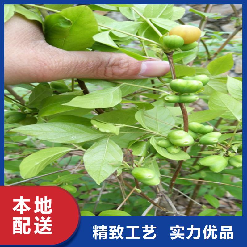 北美冬青-视频-北美冬青-轩园园艺场(六盘水市分公司)服务区域水城|六枝特|毕节|安顺|贵阳|黔东南|铜仁|遵义|黔西南