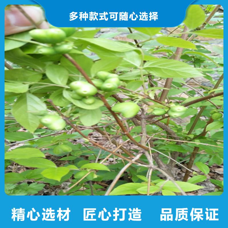 北美冬青-视频-北美冬青-轩园园艺场(六盘水市分公司)服务区域水城|六枝特|毕节|安顺|贵阳|黔东南|铜仁|遵义|黔西南