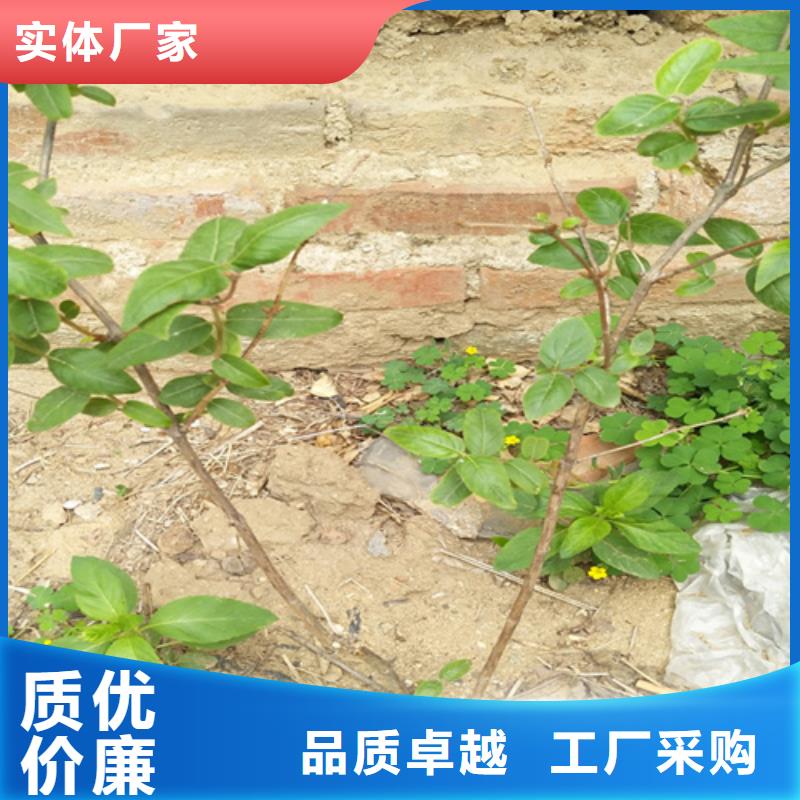 北美冬青-视频-北美冬青-轩园园艺场(六盘水市分公司)服务区域水城|六枝特|毕节|安顺|贵阳|黔东南|铜仁|遵义|黔西南
