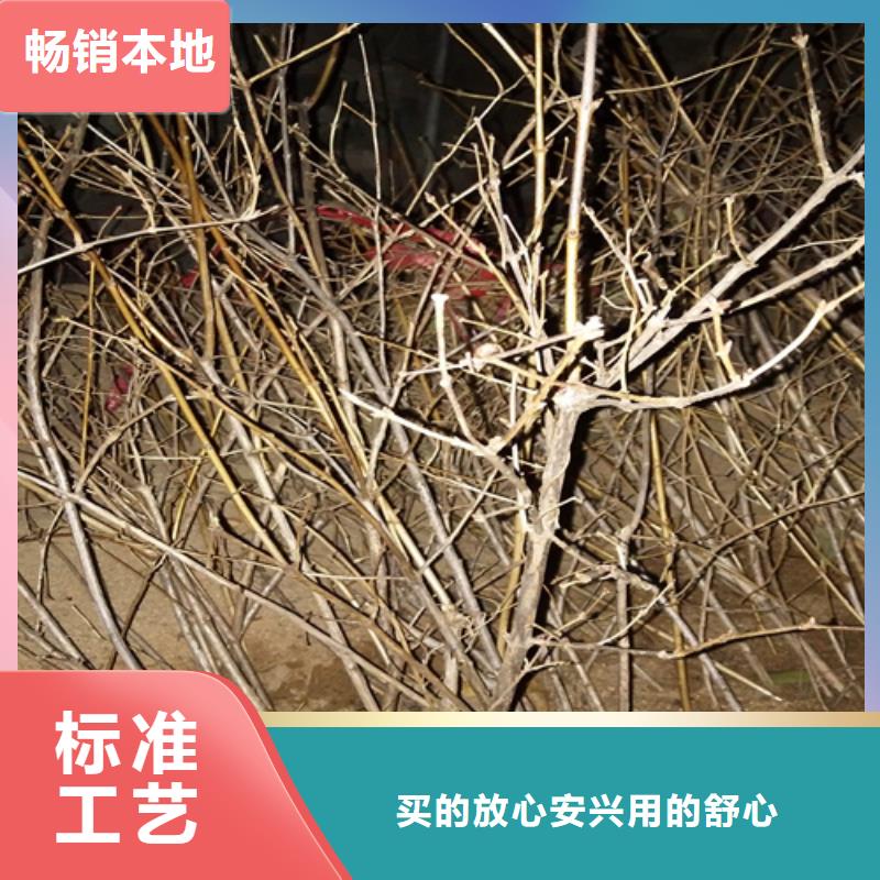 北美冬青-视频-北美冬青-轩园园艺场(六盘水市分公司)服务区域水城|六枝特|毕节|安顺|贵阳|黔东南|铜仁|遵义|黔西南