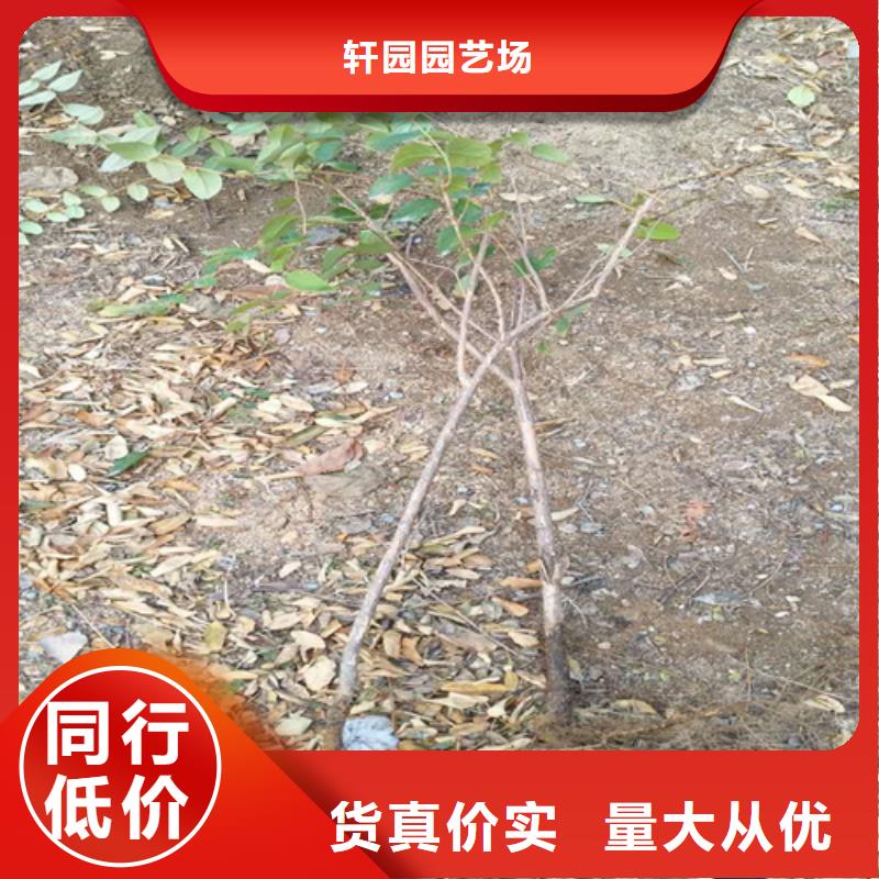 北美冬青-视频-北美冬青-轩园园艺场(六盘水市分公司)服务区域水城|六枝特|毕节|安顺|贵阳|黔东南|铜仁|遵义|黔西南