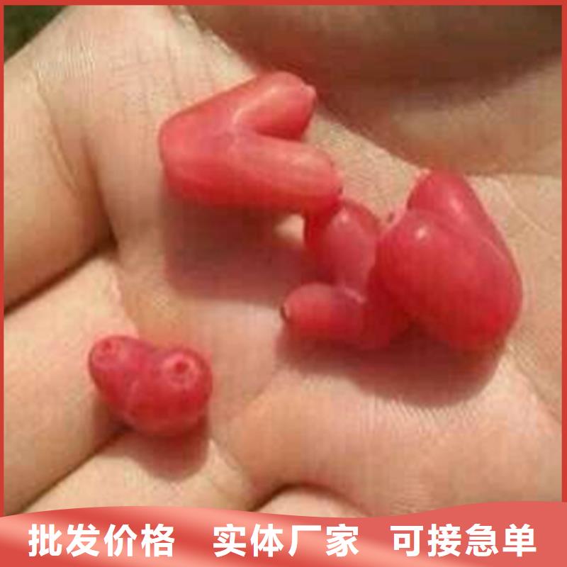 北美冬青-视频-北美冬青-轩园园艺场(六盘水市分公司)服务区域水城|六枝特|毕节|安顺|贵阳|黔东南|铜仁|遵义|黔西南