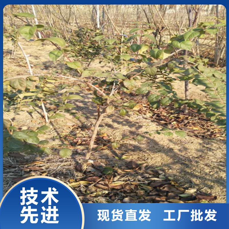 北美冬青-视频-北美冬青-轩园园艺场(六盘水市分公司)服务区域水城|六枝特|毕节|安顺|贵阳|黔东南|铜仁|遵义|黔西南