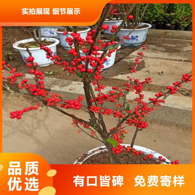 北美冬青-视频-河南省平顶山市轩园北美冬青可服务区域鲁山|石龙|新乡|驻马店|洛阳|南阳等