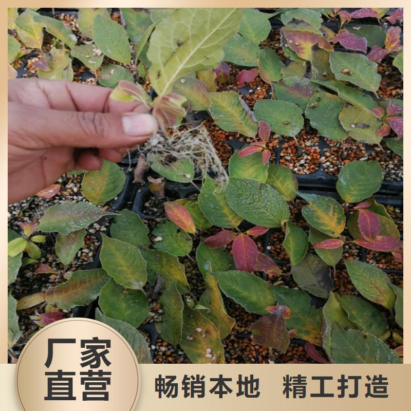 北美冬青,杏树苗厂家直销售后完善