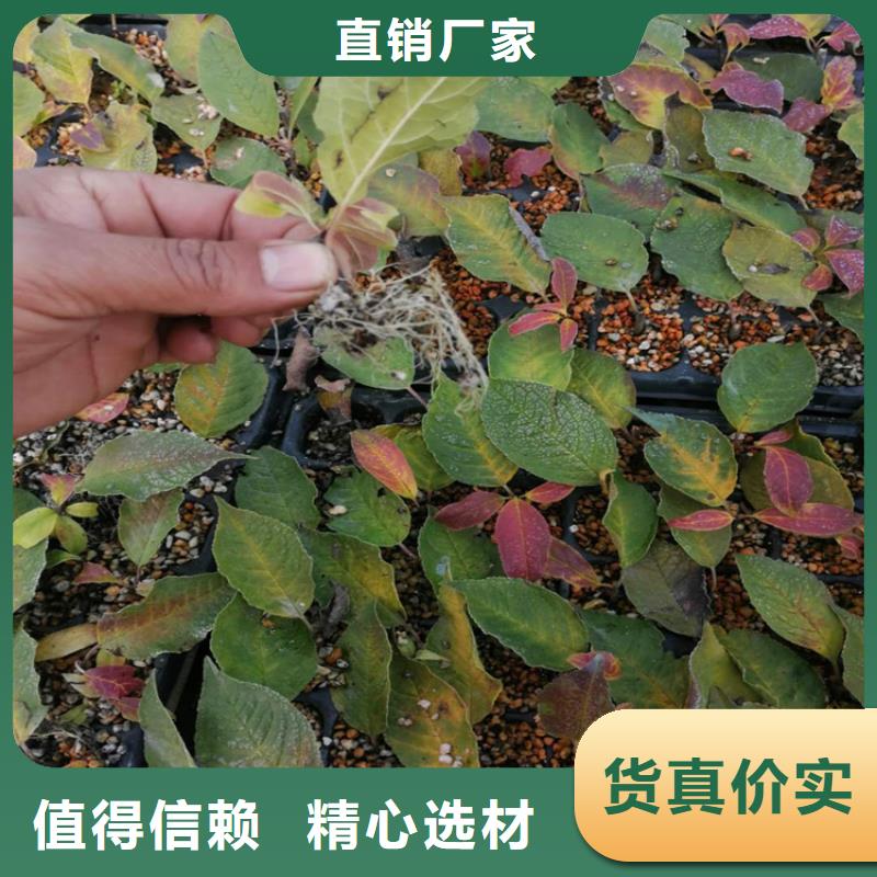 北美冬青-视频-北美冬青(轩园)覆盖地域云南省大理市剑川|鹤庆|红河|临沧|文山|普洱