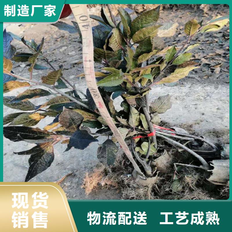 北美冬青-视频-北美冬青(轩园)覆盖地域云南省大理市剑川|鹤庆|红河|临沧|文山|普洱