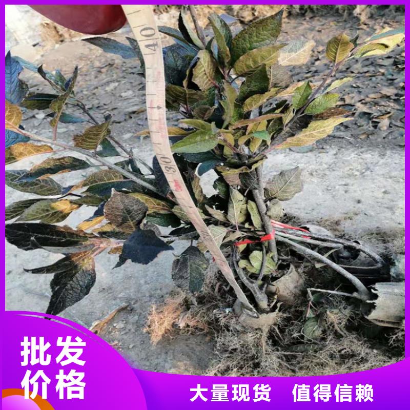 北美冬青-视频-河南省平顶山市轩园北美冬青可服务区域鲁山|石龙|新乡|驻马店|洛阳|南阳等