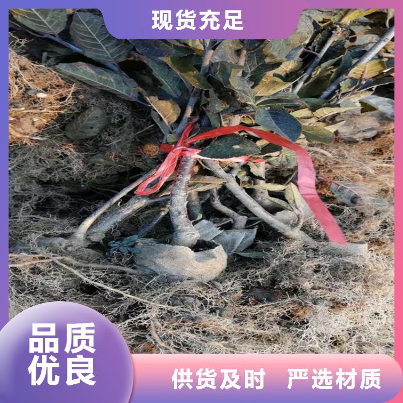 北美冬青-视频-北美冬青-轩园园艺场(贵州省分公司)服务区域遵义|安顺|毕节|黔西南