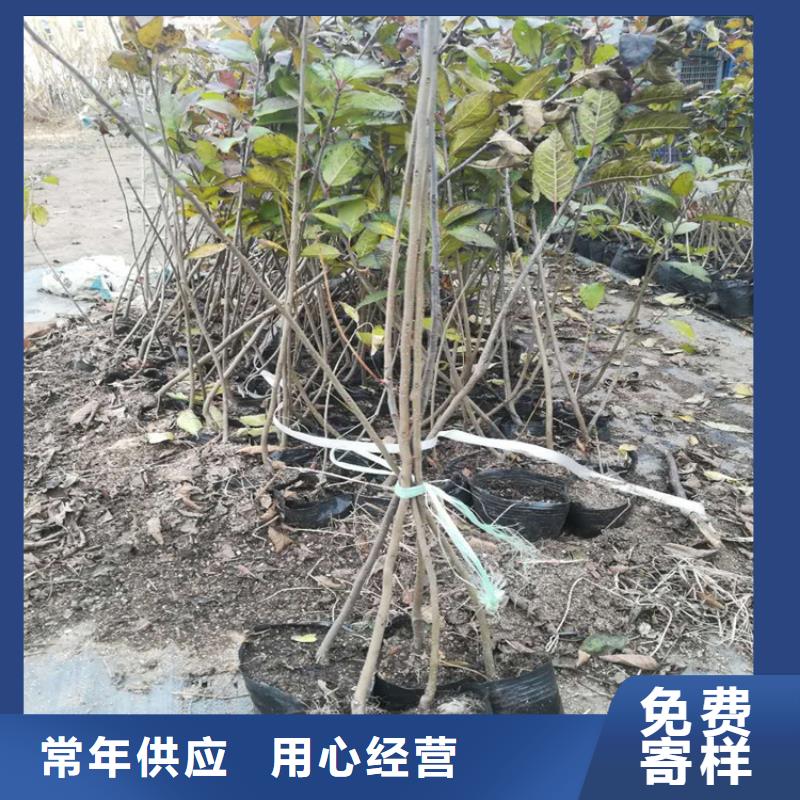 北美冬青-视频-北美冬青(轩园)覆盖地域云南省大理市剑川|鹤庆|红河|临沧|文山|普洱