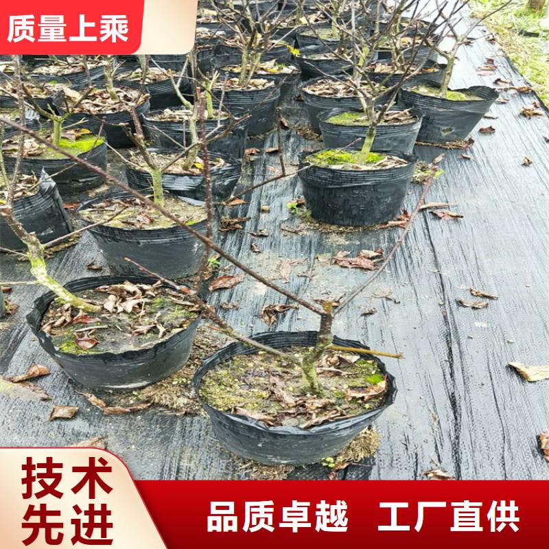 北美冬青-视频-北美冬青-轩园园艺场(贵州省分公司)服务区域遵义|安顺|毕节|黔西南