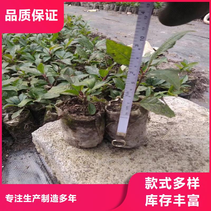 【北美冬青】桃树苗源厂定制