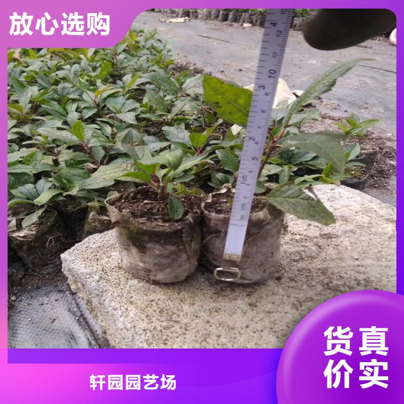 北美冬青-视频-北美冬青-轩园园艺场(贵州省分公司)服务区域遵义|安顺|毕节|黔西南
