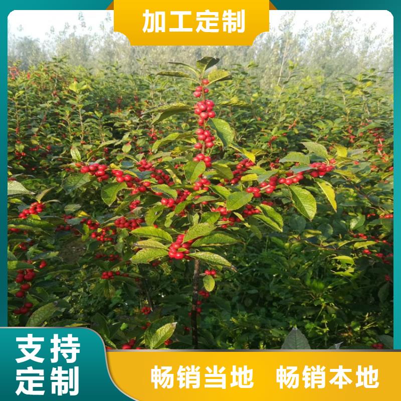 北美冬青-视频-河南省平顶山市轩园北美冬青可服务区域鲁山|石龙|新乡|驻马店|洛阳|南阳等
