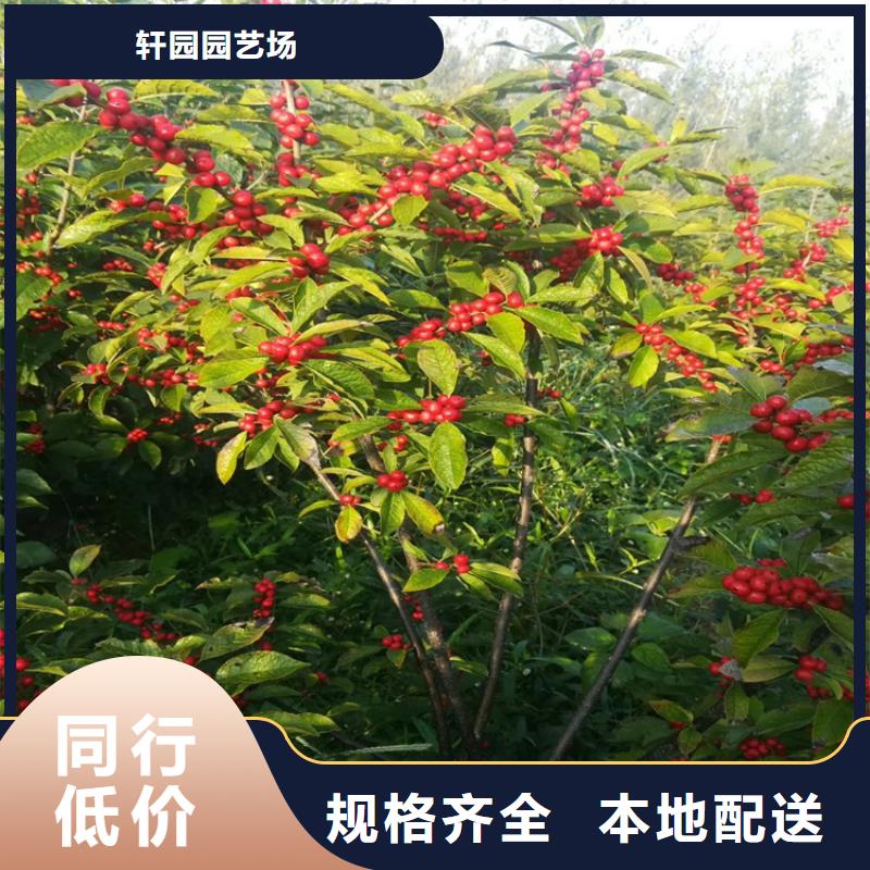 北美冬青-视频-北美冬青(轩园)覆盖地域云南省大理市剑川|鹤庆|红河|临沧|文山|普洱