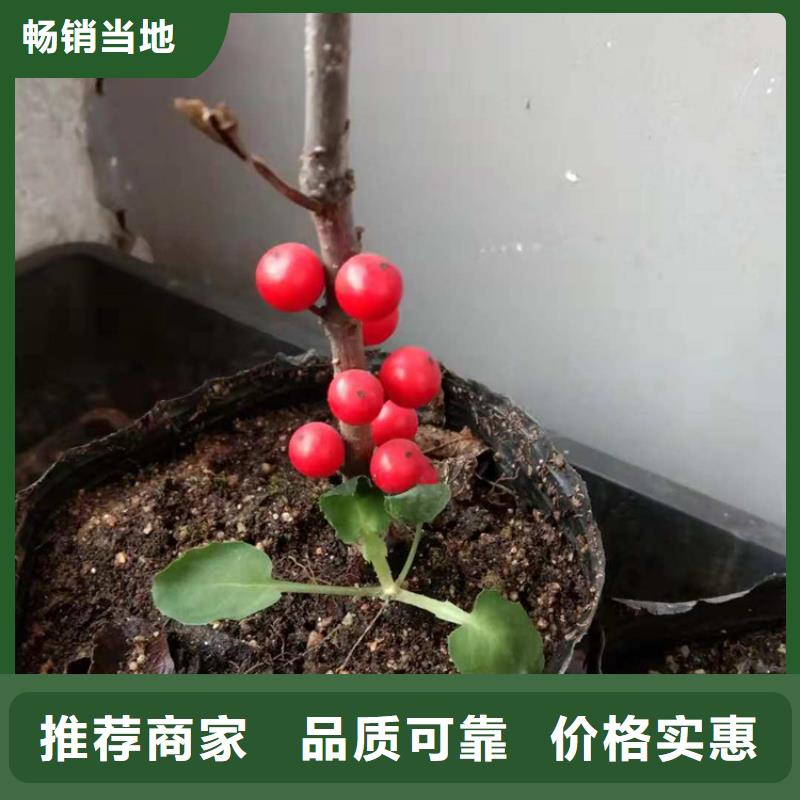 北美冬青,杏树苗厂家直销售后完善