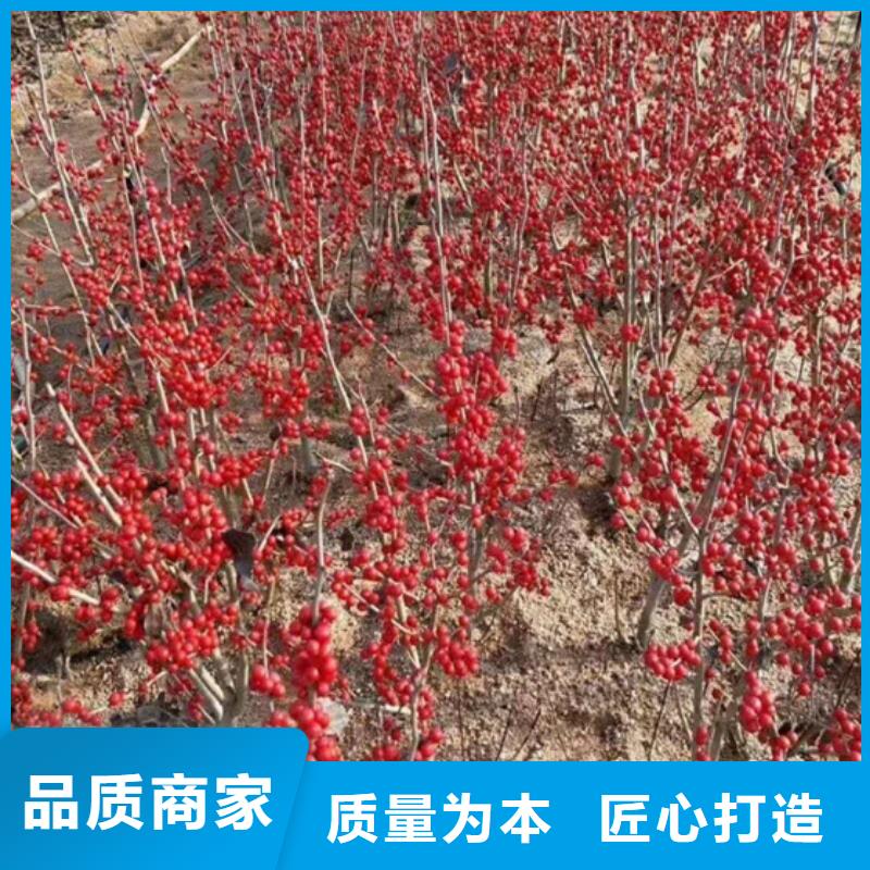 北美冬青-视频-北美冬青-轩园园艺场(贵州省分公司)服务区域遵义|安顺|毕节|黔西南