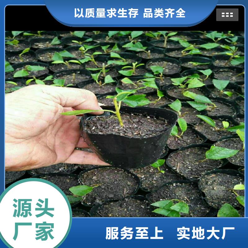 北美冬青-视频-北美冬青-轩园园艺场(贵州省分公司)服务区域遵义|安顺|毕节|黔西南