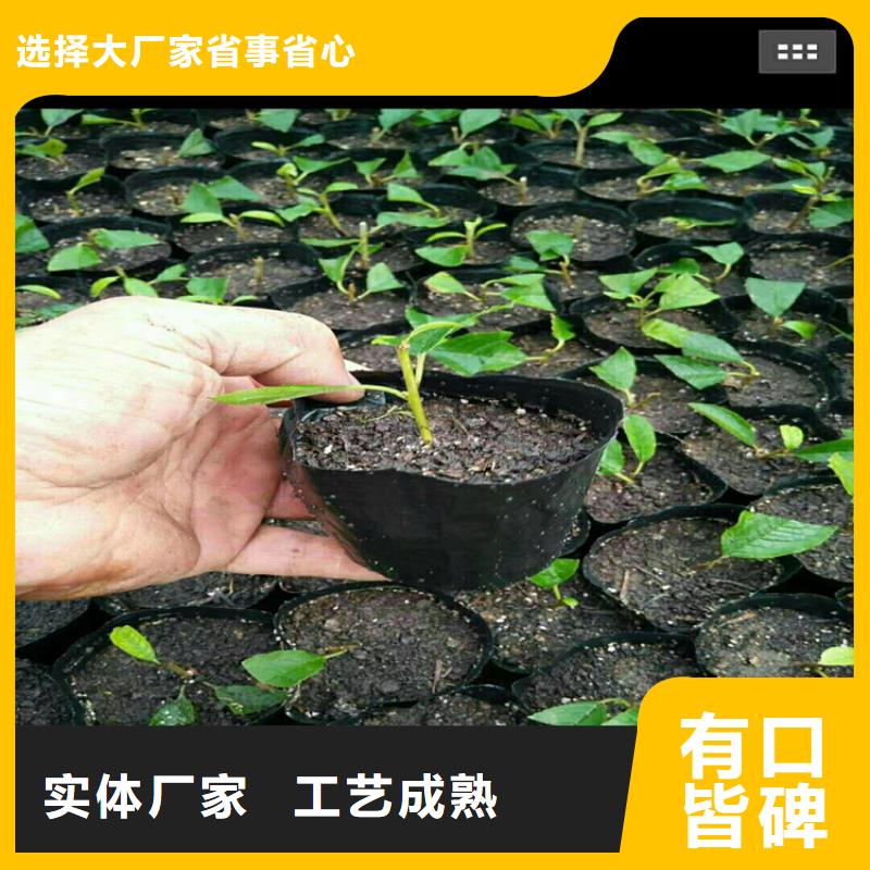 北美冬青-视频-北美冬青(轩园)覆盖地域云南省大理市剑川|鹤庆|红河|临沧|文山|普洱