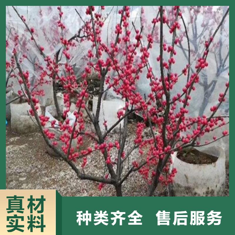 北美冬青-视频-北美冬青-轩园园艺场(贵州省分公司)服务区域遵义|安顺|毕节|黔西南