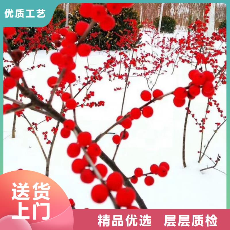 北美冬青-视频-河南省平顶山市轩园北美冬青可服务区域鲁山|石龙|新乡|驻马店|洛阳|南阳等